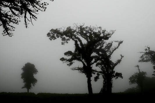 Dancing Trees